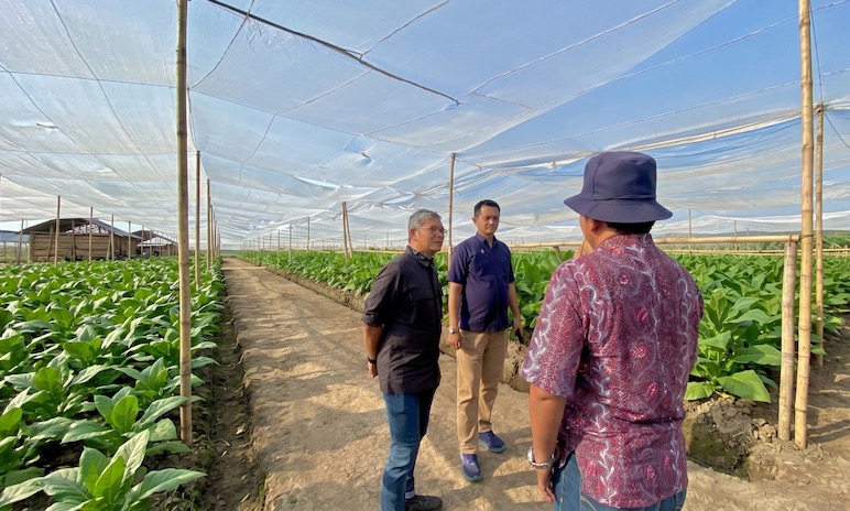 Taman Perdana Tembakau di Agung Gayasan Jadi Tonggak Kebangkitan Tembakau Jember PTPN I