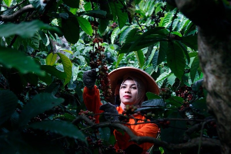 PTPN 1 (Persero) Perkuat Pantai Pasok Kopi Global