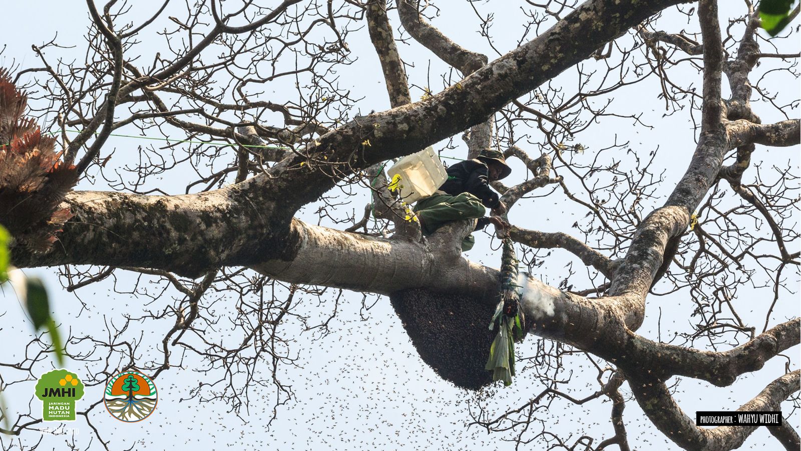 Lebah Hutan dan Pohon Jadi Sorotan di Hari Lingkungan Hidup Sedunia 2026