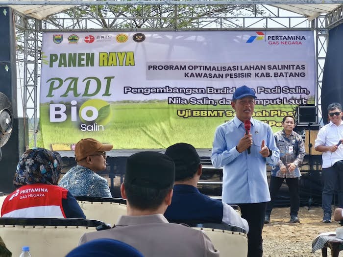 Di Tengah El Nino, Kolaborasi PGN-BRIN-Pemkab Batang Berhasil Panen 166,5 Ton Padi Biosalin